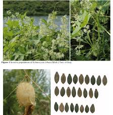 Attēlu rezultāti vaicājumam “Echinocystis lobata fruit”