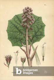 Image result for Petasites officinalis