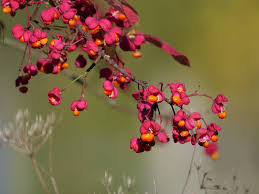 Attēlu rezultāti vaicājumam “Euonymus europaeus flower”