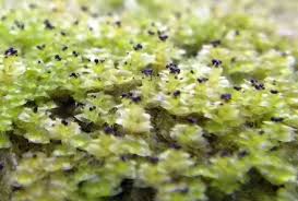 Attēlu rezultāti vaicājumam “Scapania apiculata”