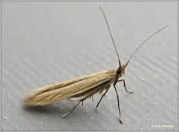 Attēlu rezultāti vaicājumam “Coleophora alticolella”