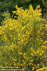 Image result for Cytisus scoparius