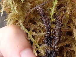 Attēlu rezultāti vaicājumam “Scorpidium scorpioides”