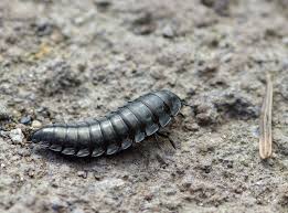 Attēlu rezultāti vaicājumam “Silpha sp.”