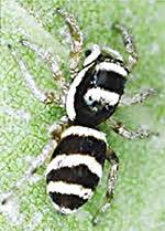 Attēlu rezultāti vaicājumam “Salticus sp.”