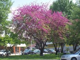 Attēlu rezultāti vaicājumam “Cercis siliquastrum”