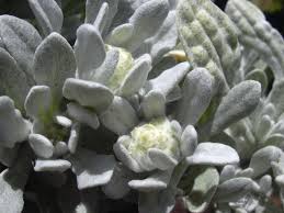 Attēlu rezultāti vaicājumam “Gnaphalium sylvaticum bud”