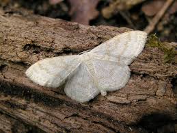 Attēlu rezultāti vaicājumam “Scopula floslactata imago”