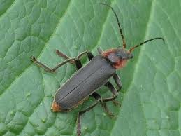 Attēlu rezultāti vaicājumam “Cantharis fusca”