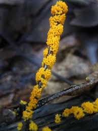 Attēlu rezultāti vaicājumam “Physarum virescens”