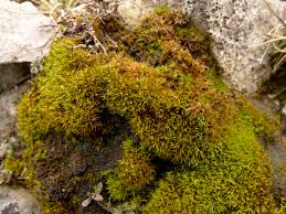 Attēlu rezultāti vaicājumam “Weissia brachycarpa”