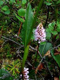 Attēlu rezultāti vaicājumam “Bistorta major flower”