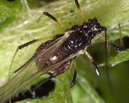 Attēlu rezultāti vaicājumam “Uroleucon hypochoeridis”