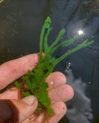 Attēlu rezultāti vaicājumam “Spongilla lacustris”