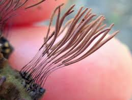 Attēlu rezultāti vaicājumam “Stemonitis splendens stalked”