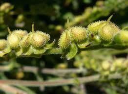 Attēlu rezultāti vaicājumam “Cynoglossum officinale fruit”