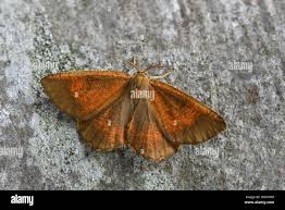 Attēlu rezultāti vaicājumam “Angerona prunaria”