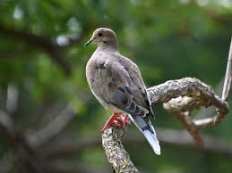 Image result for Zenaida macroura