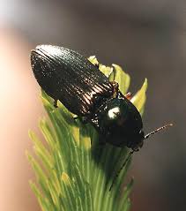 Attēlu rezultāti vaicājumam “Harminius undulatus”