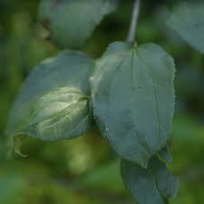 Attēlu rezultāti vaicājumam “Rhamnus cathartica leaf”