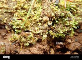 Attēlu rezultāti vaicājumam “Fissidens bryoides”