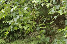 Attēlu rezultāti vaicājumam “Taphrina betulina”