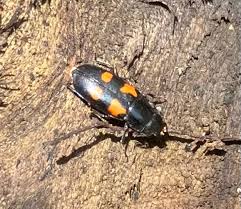 Attēlu rezultāti vaicājumam “Glischrochilus quadripunctatus imago”