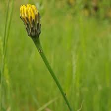 Attēlu rezultāti vaicājumam “Hypochaeris radicata bud”