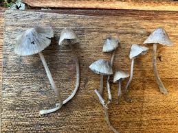 Attēlu rezultāti vaicājumam “Amaurochaete fusiformis”