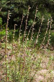 Attēlu rezultāti vaicājumam “Silene tatarica”