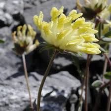 Attēlu rezultāti vaicājumam “Anthyllis maritima leaf”