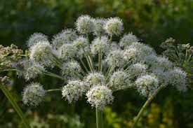 Attēlu rezultāti vaicājumam “Angelica sylvestris flower”