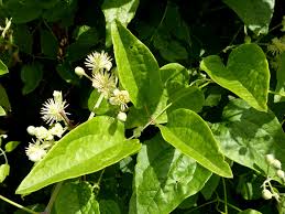 Attēlu rezultāti vaicājumam “Clematis leaf”