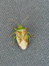 Attēlu rezultāti vaicājumam “Elasmostethus interstinctus imago”