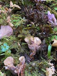 Attēlu rezultāti vaicājumam “Gomphus clavatus”