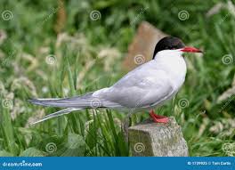 Attēlu rezultāti vaicājumam “Sterna”