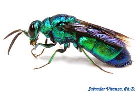 Attēlu rezultāti vaicājumam “Chrysididae”