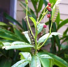 Image result for monarch caterpillar