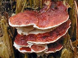 Attēlu rezultāti vaicājumam “Heterobasidion parviporum”