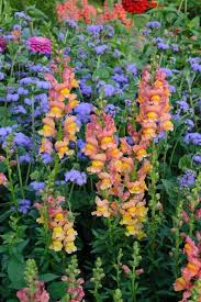 Image result for Antirrhinum majus