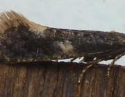 Attēlu rezultāti vaicājumam “Monopis weaverella”