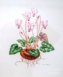 Image result for Cyclamen persicum