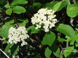 Attēlu rezultāti vaicājumam “Viburnum lantana”
