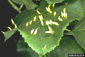 Attēlu rezultāti vaicājumam “Eriophyes tiliae”