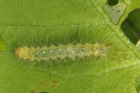 Attēlu rezultāti vaicājumam “Spilosoma lutea larva”