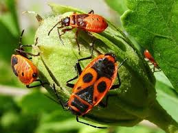 Attēlu rezultāti vaicājumam “Pyrrhocoris apterus imago”