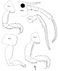 Attēlu rezultāti vaicājumam “Talitrus saltator”