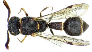 Attēlu rezultāti vaicājumam “Eumenidae”