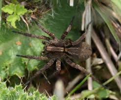 Attēlu rezultāti vaicājumam “Lycosidae”