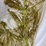 Attēlu rezultāti vaicājumam “Ceratophyllum submersum leaf”